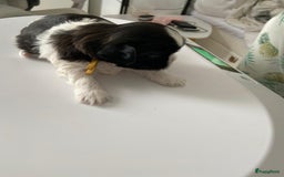 Shih Tzu honden te koop: Shih Tzu puppy's België - Afbeelding 10