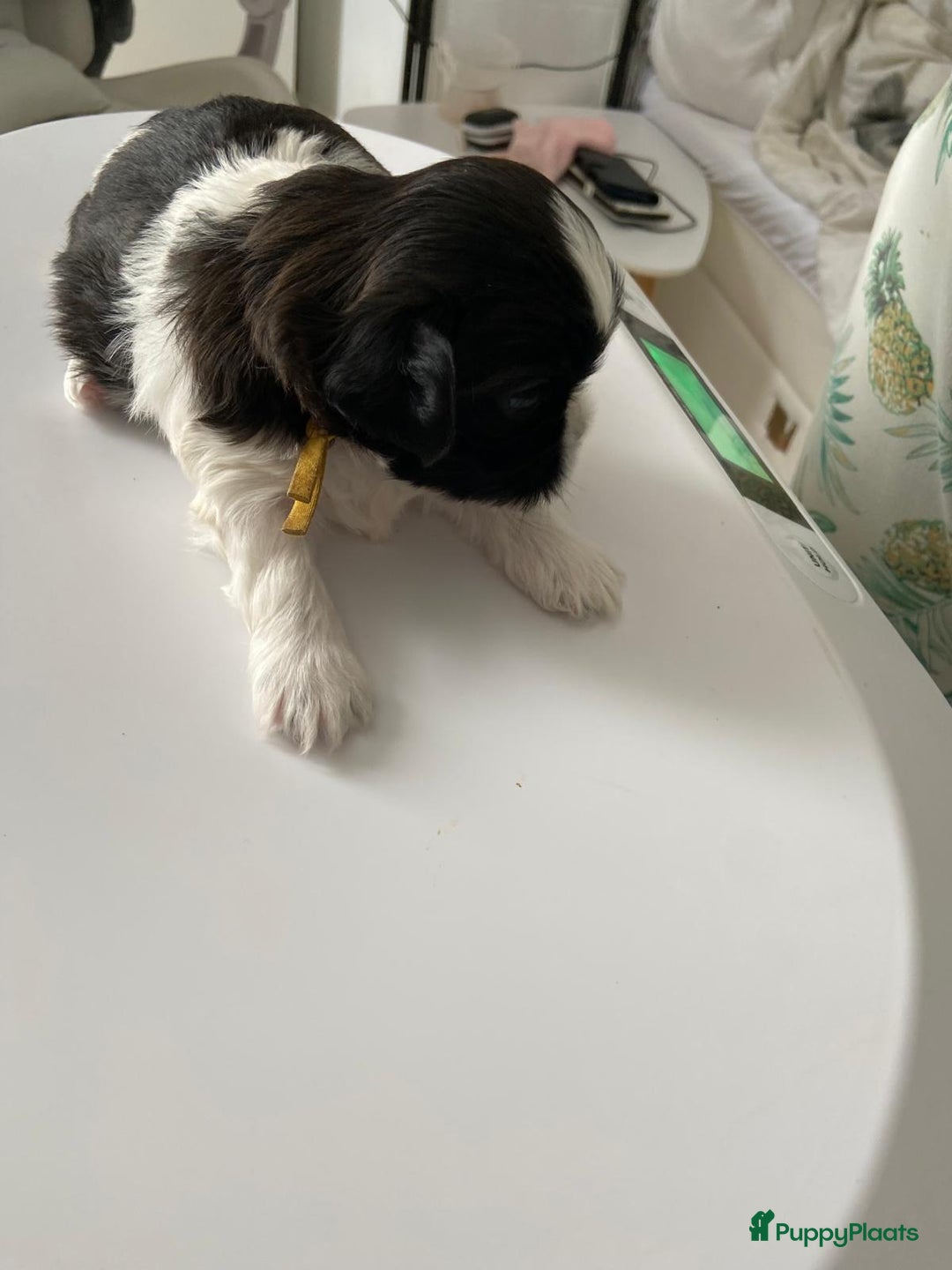 Shih Tzu honden te koop: Raszuivere Shih Tzu puppy's België - Afbeelding 8