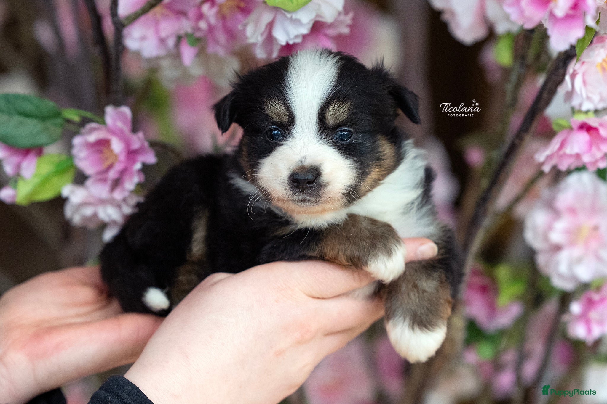 Australian Shepherd honden Mini Australian shepherd pup (MAS) - Advertentie 2