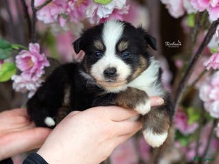 Australian Shepherd honden Mini Australian shepherd pup (MAS) - Advertentie 2