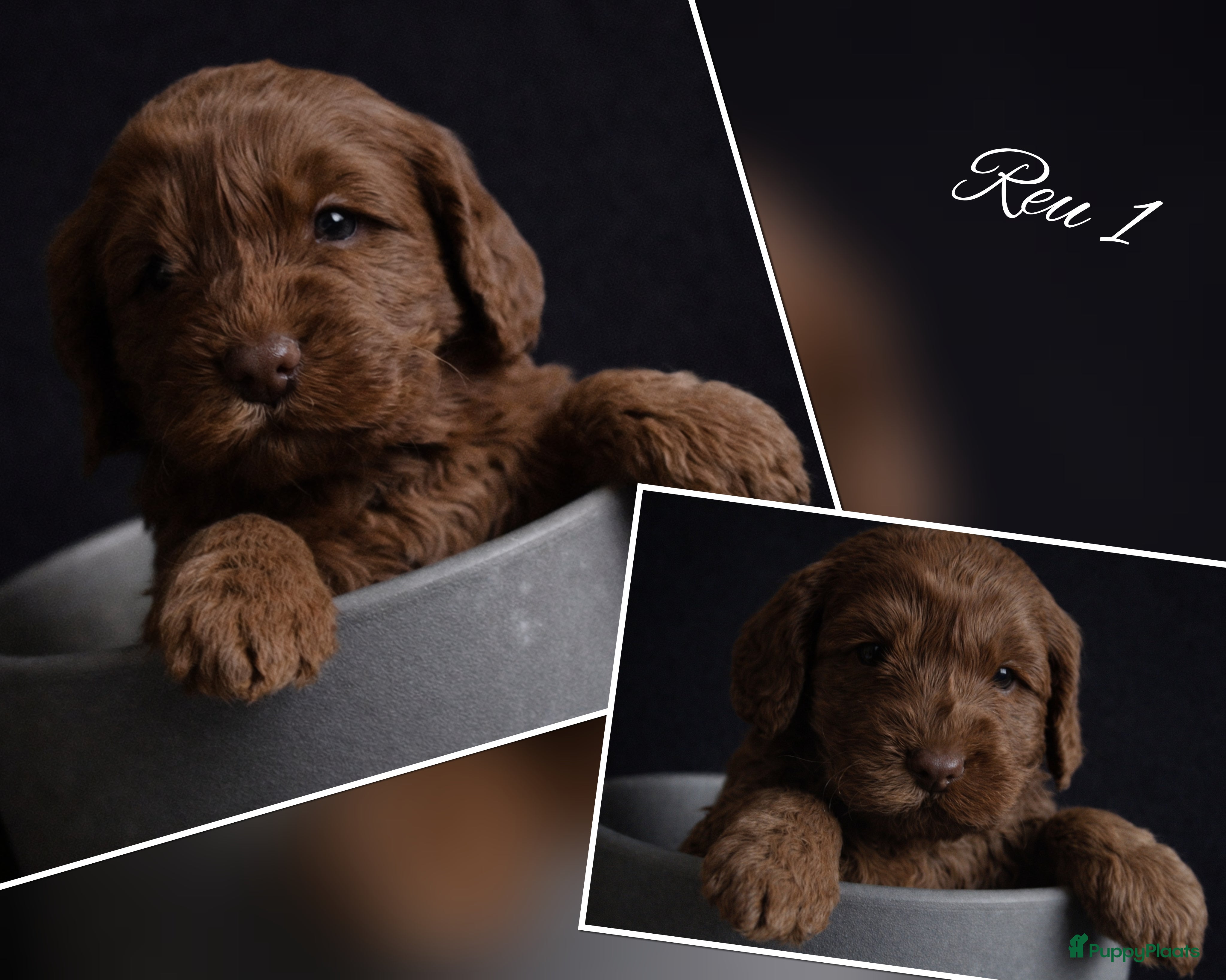 Australian Labradoodle honden Gereserveerd (australian labradoodle pups) - Advertentie 2