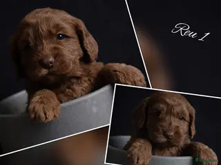 Australian Labradoodle honden Gereserveerd (australian labradoodle pups) - Advertentie 2