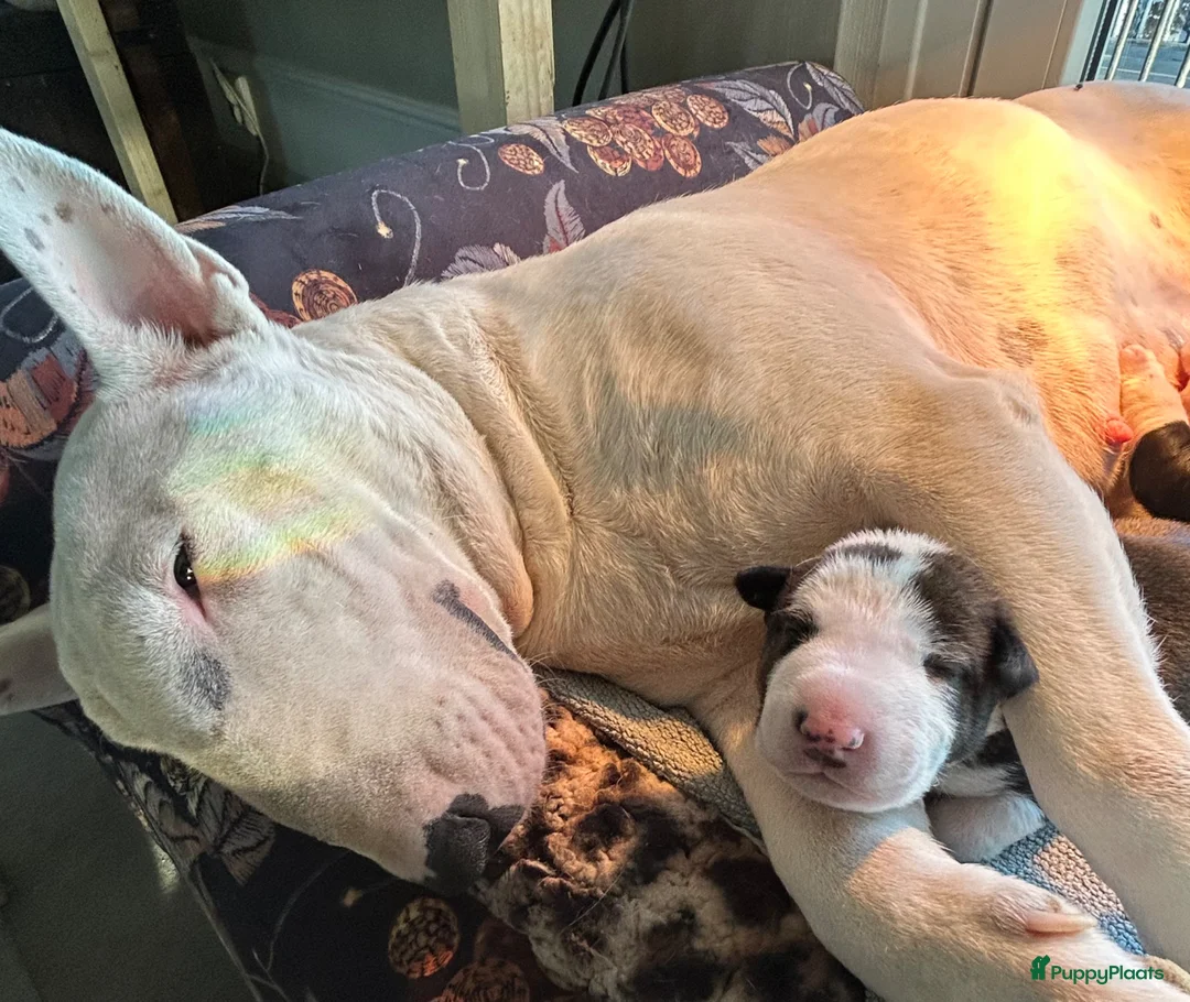 Bull Terriër honden te koop: Standaard bull terriër uit gekeurde ouders met fci - Advertentie 1