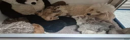 Cockapoo honden te koop: Cockapoo pupjes uit geteste ouders - Advertentie 22