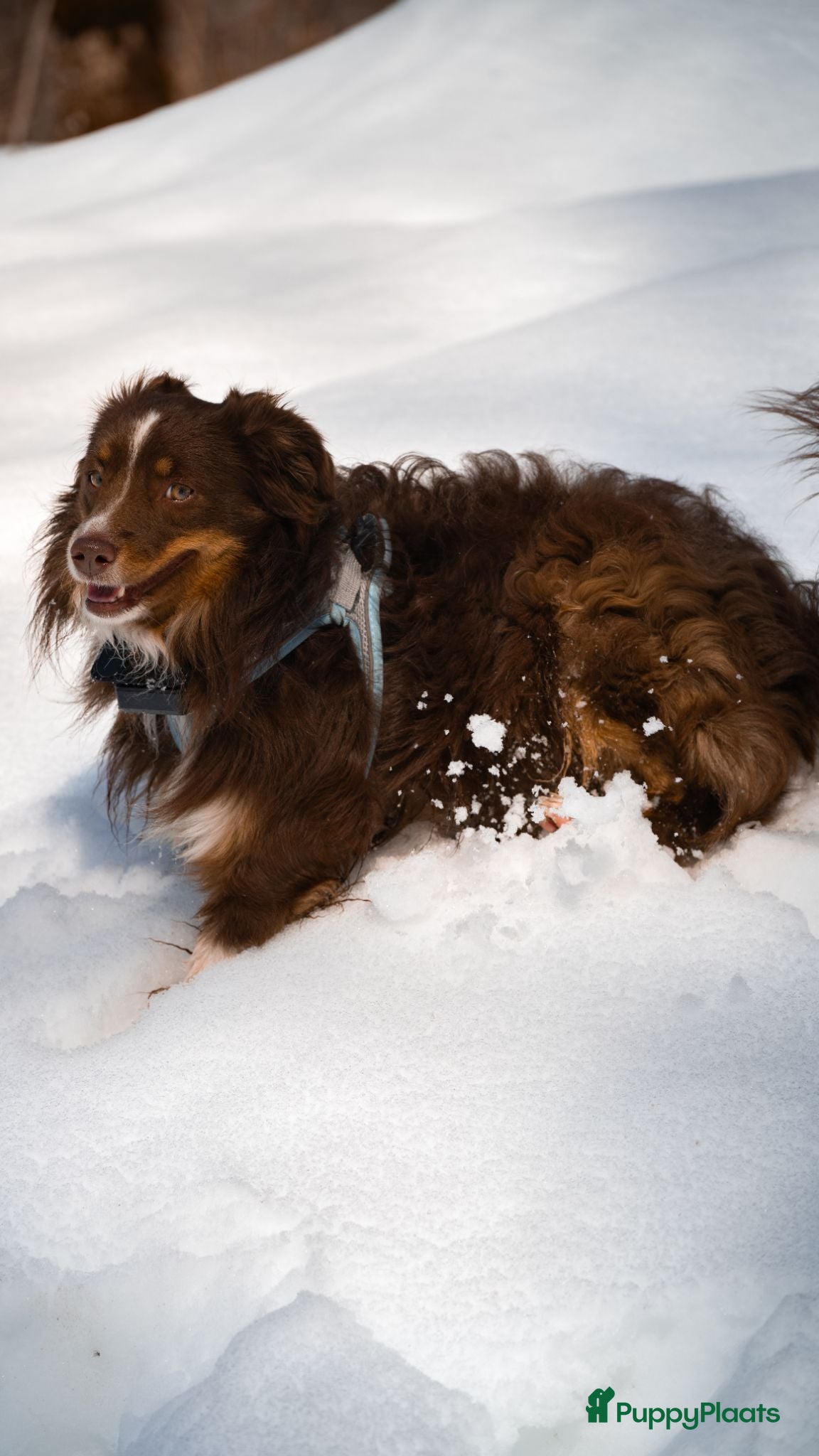 Miniature American Shepherd honden Miniature American Shepherd reu ter dekking - Advertentie 5
