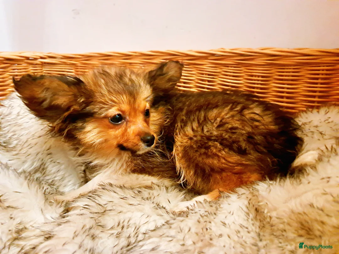 Kruising honden te koop: Driekleur reutje toy Papilla - Advertentie 9