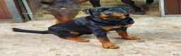 Kruising honden te koop: Berner SennerxRottweiler puppy's in Dalfsen - Advertentie 5
