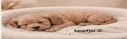 Maltipoo honden te koop: Super lieve mooie maltipoo pups - Advertentie 4