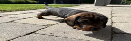 Ruwhaar Teckel honden te koop: Teckel standaard ruwhaar FCI-stamboom - Advertentie 8