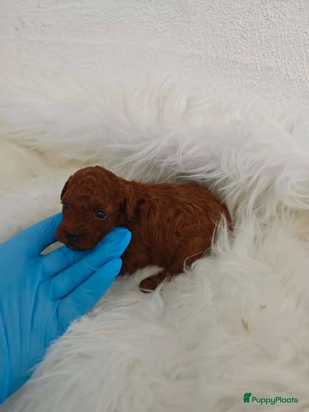 Poedel Toy honden te koop: 🐾  Toy Poedel pups (rood/bruin) 🐾   - Advertentie 2