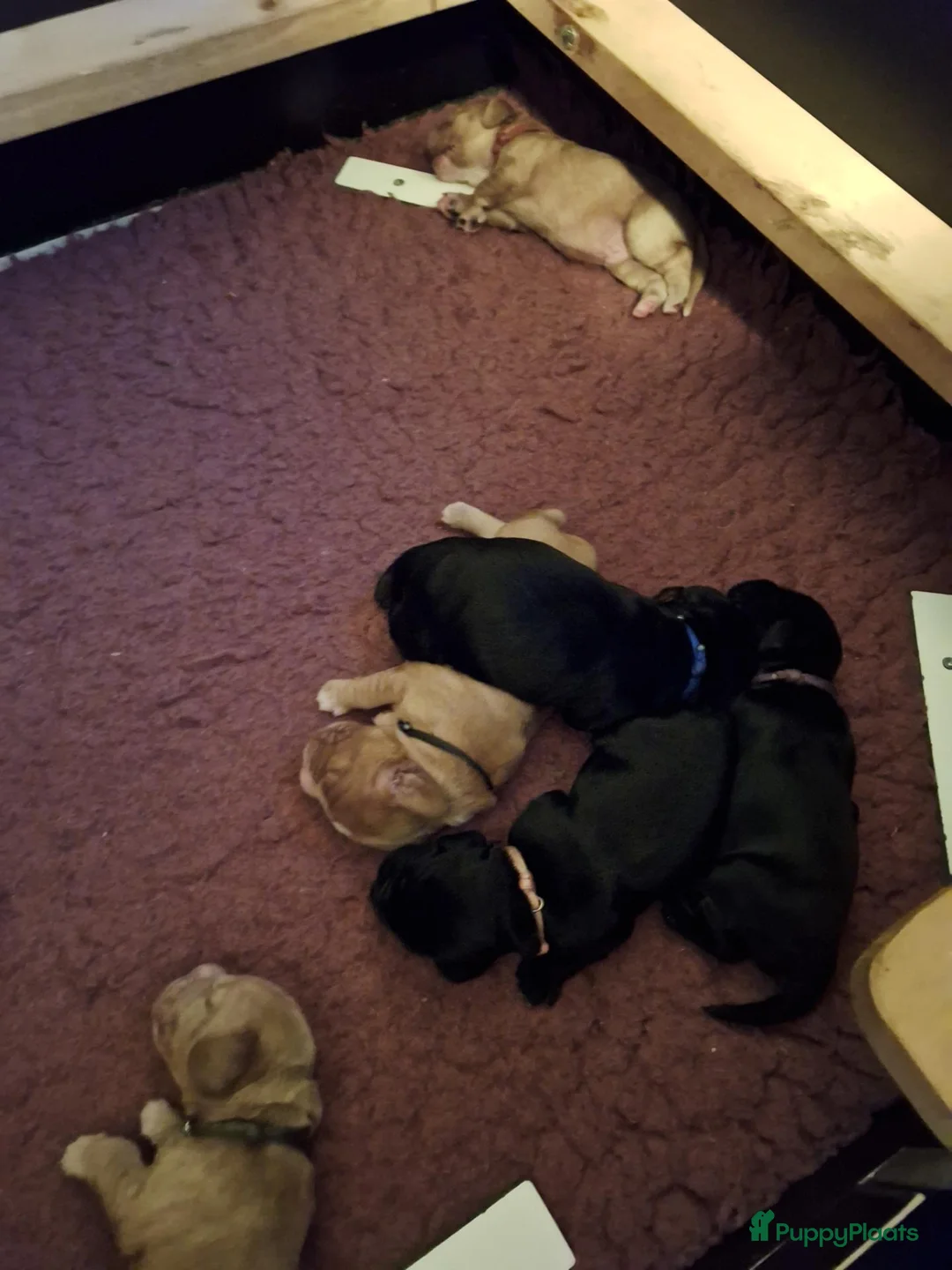 Engelse Cocker Spaniel honden te koop: Engelse cockerspaniel pup vrouwelijk - Advertentie 2