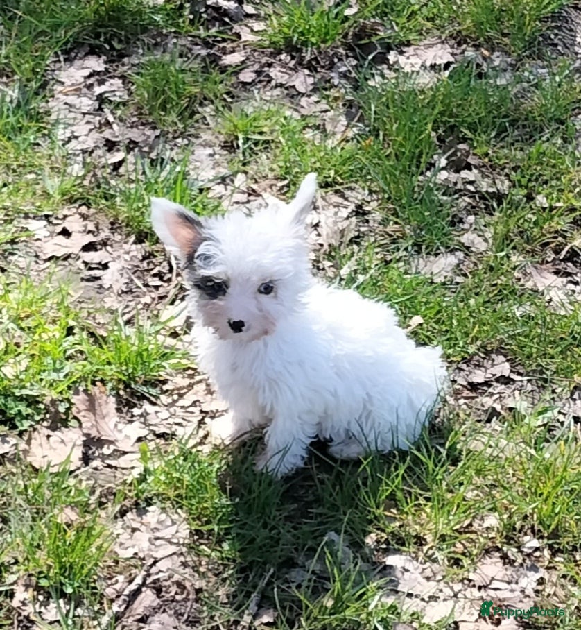 Kruising honden Yorkshire Terriër x biewer - Advertentie 3