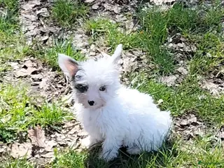 Kruising honden Yorkshire Terriër x biewer - Advertentie 3