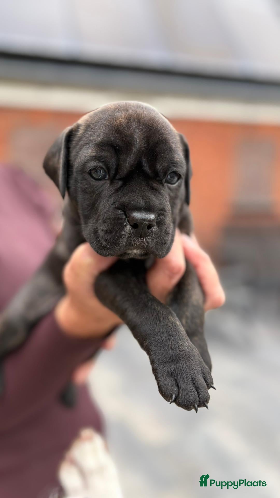 American Staffordshire Terriër honden Prachtig nestje, 2 reutjes, 2 teefjes - Advertentie 2