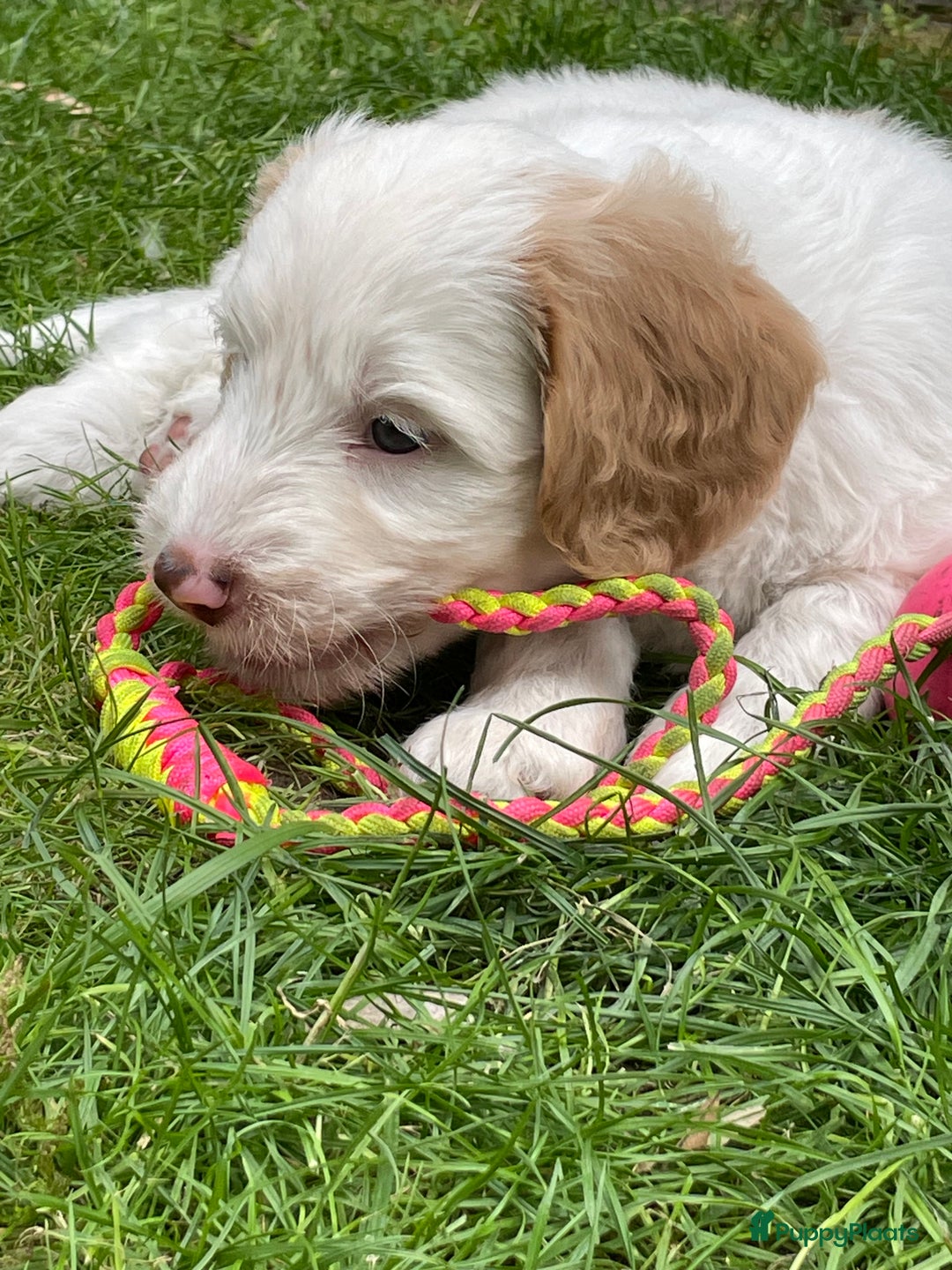 Australian Labradoodle honden te koop: Australian Labradoodle pups in Strijen - Afbeelding 26
