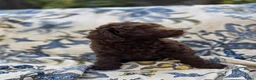 Labradoodle honden te koop: Labradoodle pups - Advertentie 13