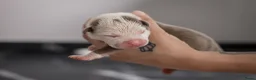 Amerikaanse Bully honden te koop: Prachtig nest American Bully pups - Advertentie 14