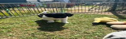 Friese Stabij honden te koop: Friese stabij puppy's - Advertentie 15