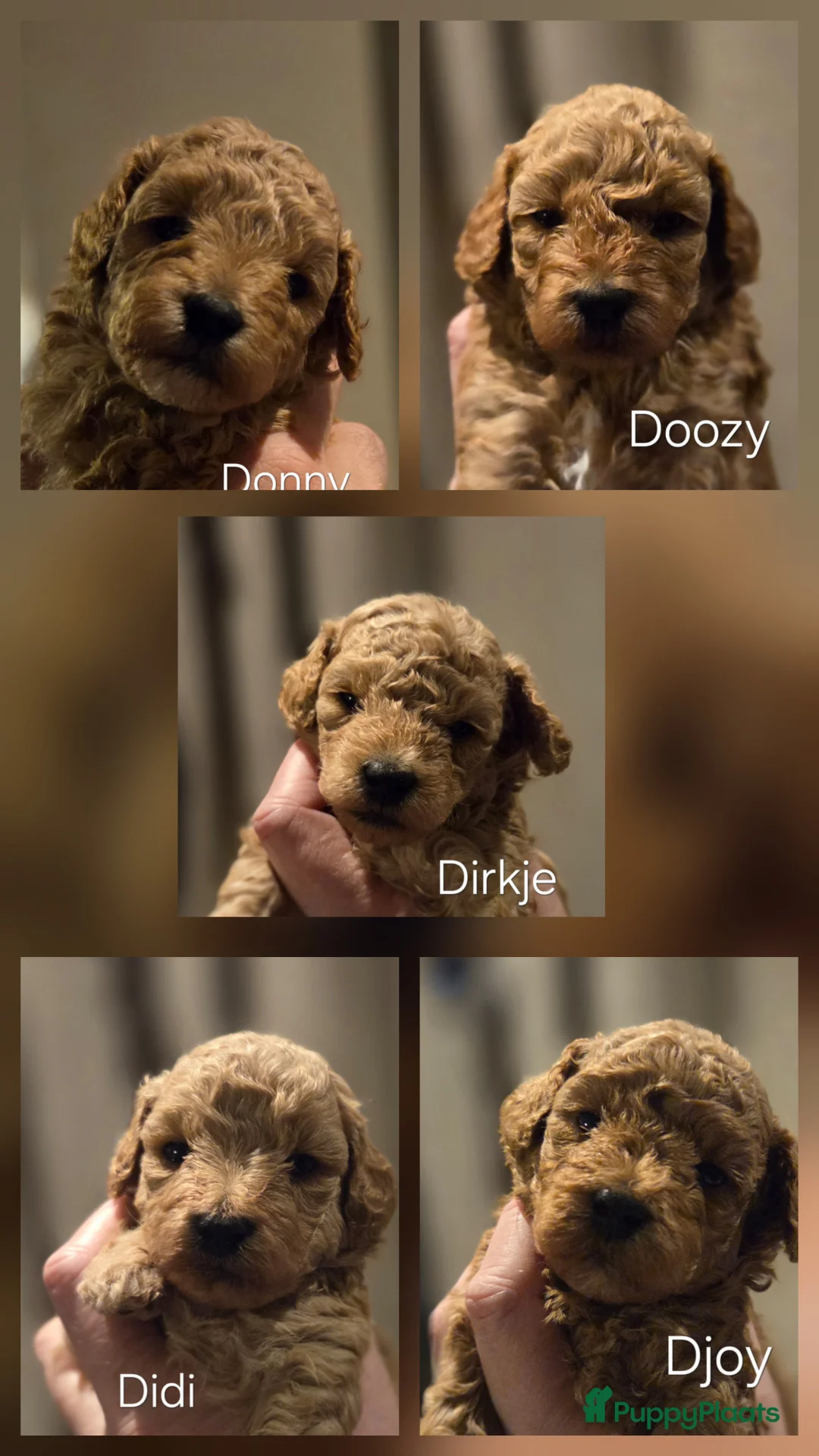 Poedel Toy honden te koop: Toy x dwergpoedel  - Advertentie 7