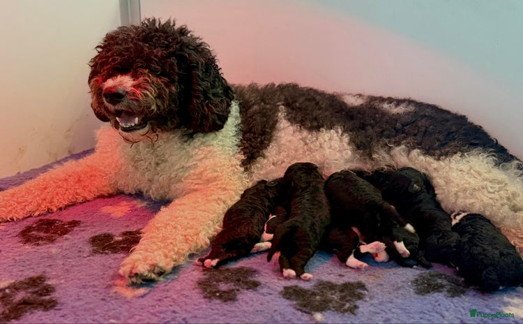 Spaanse Waterhond honden - Advertentie 4