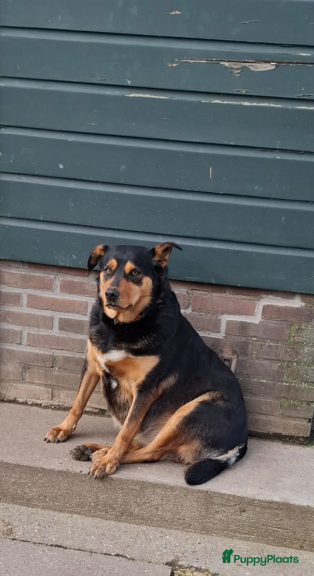 Border Collie honden te koop: 2 prachtige pups Border Collie x Australian Kelpie - Afbeelding 6