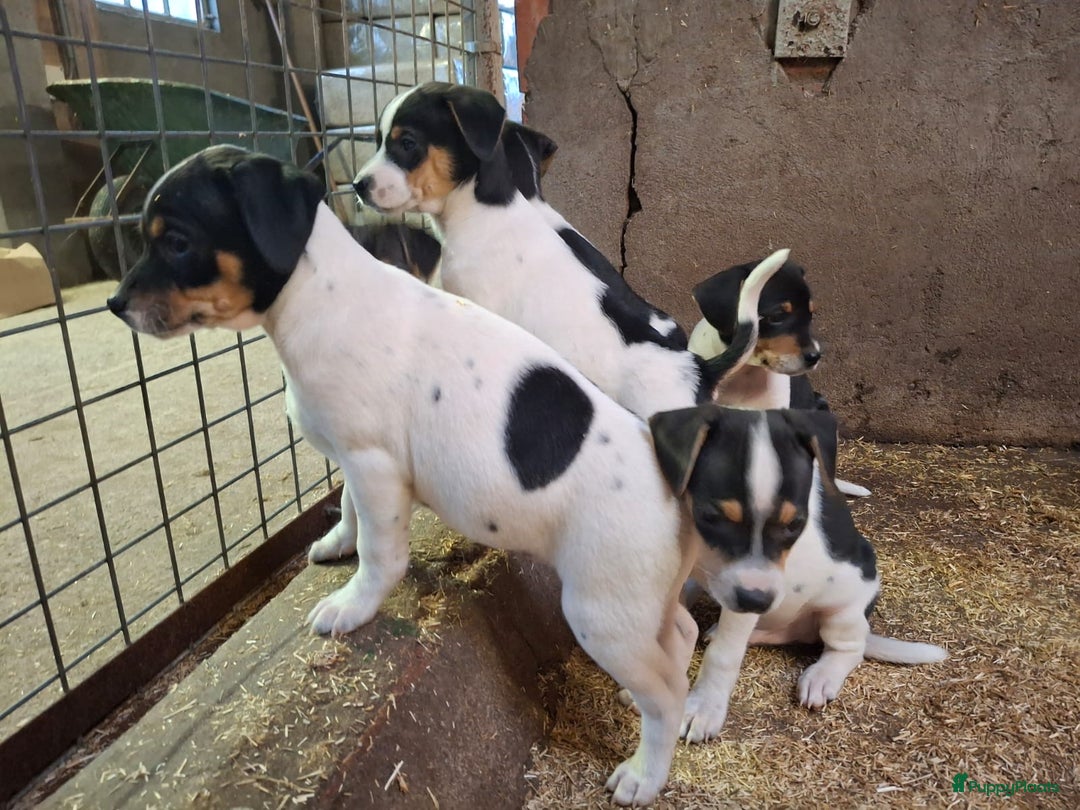 Fox Terriër Gladhaar honden te koop: boerenfox pups - Advertentie 11