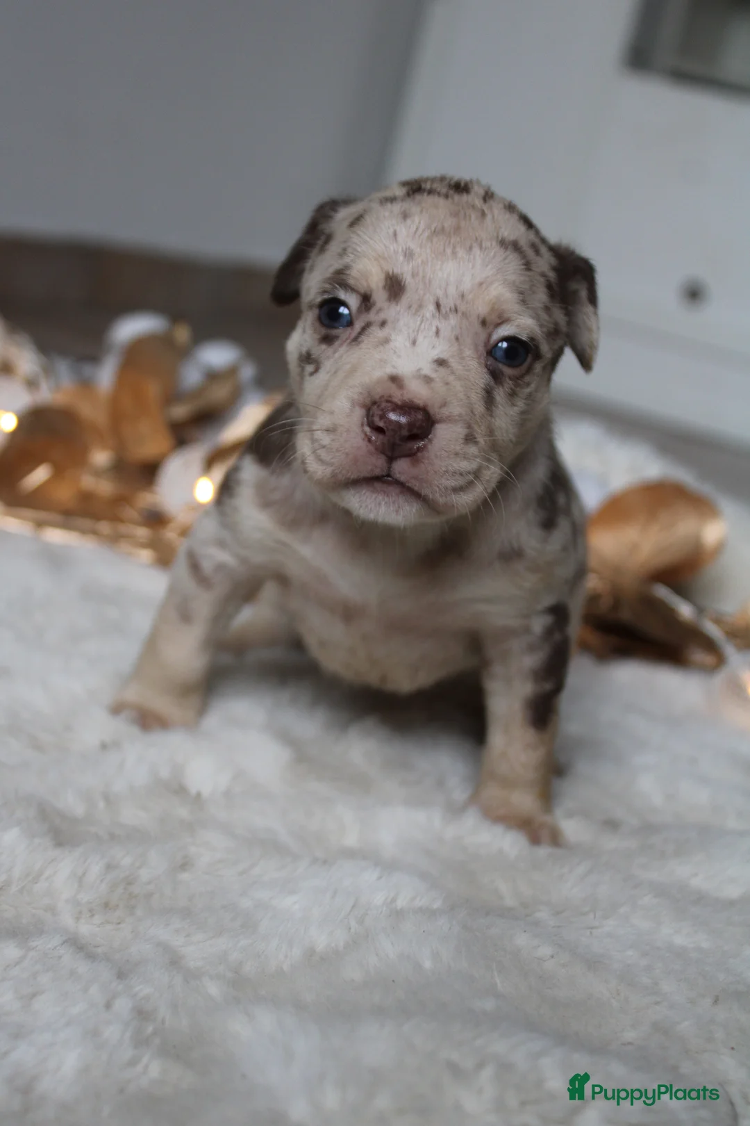Amerikaanse Bully honden te koop: American Bully pups Abkc België  - Advertentie 21