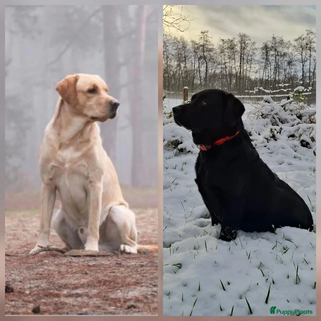 Kruising honden te koop: 3/4 labrador x 1/4 stabij - Advertentie 9