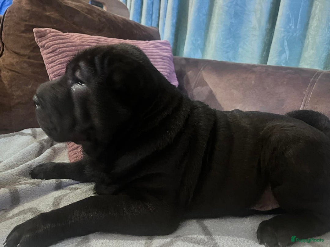 Shar Pei honden te koop: Sharpei - Advertentie 18