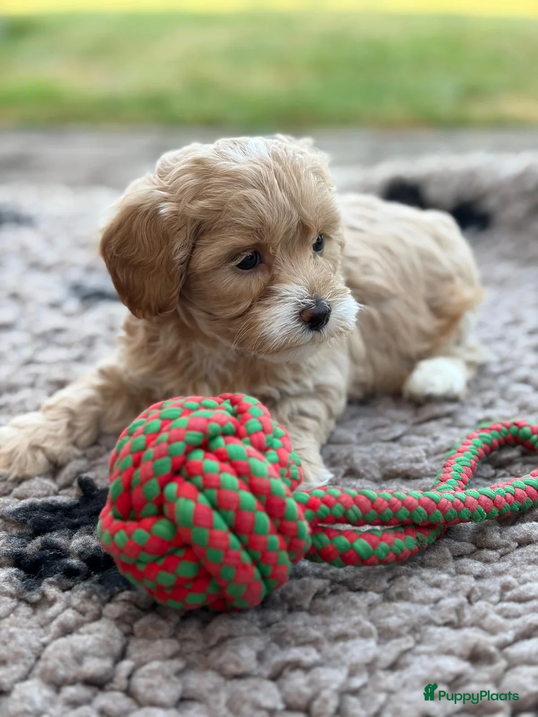 Kruising honden te koop: Prachtig nest Maltipoo/Boompoo - Advertentie 8