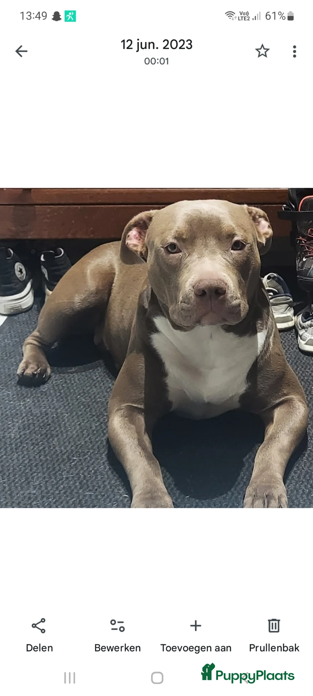 Amerikaanse Bully honden te koop: Bully pups - Advertentie 1