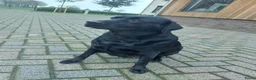 Labrador Retriever honden te koop: Te koop : Labrador Teef Herplaatser - Advertentie 5