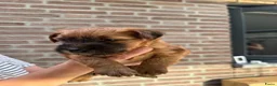 Softcoated Wheaten Terriër honden te koop: Prachtige Soft Coated Wheaten Terrier pups - Advertentie 2