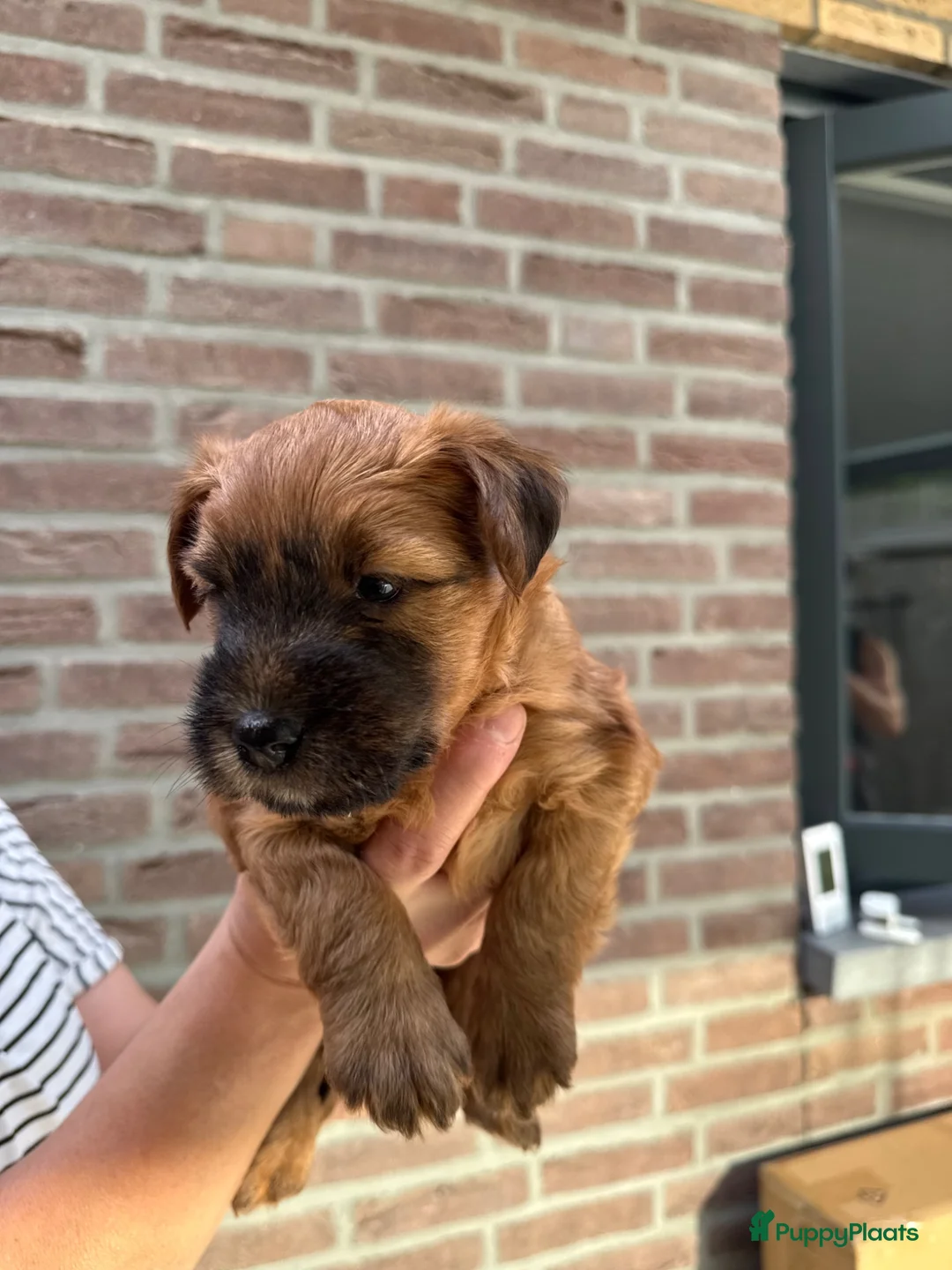 Softcoated Wheaten Terriër honden te koop: Prachtige Soft Coated Wheaten Terrier pups - Advertentie 2