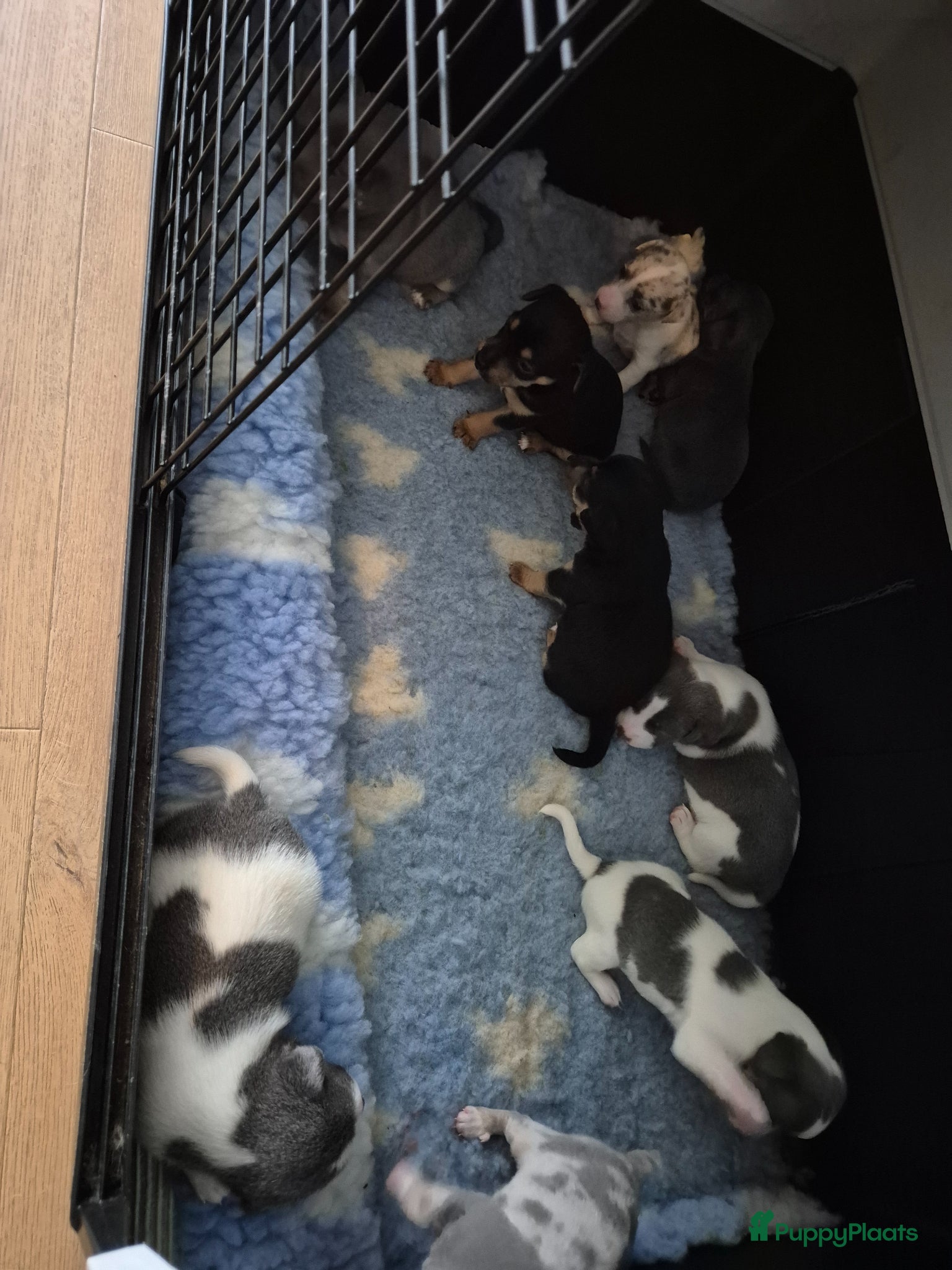 Jack Russel Terriër honden Gezonde Jack russell pups te koop - Advertentie 7