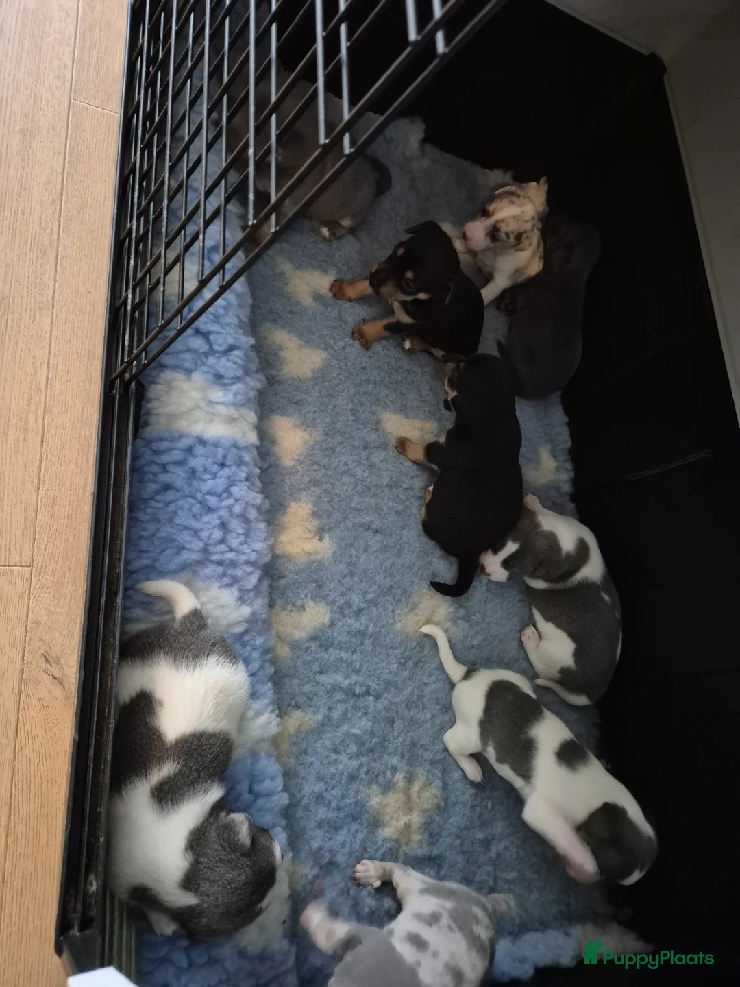 Jack Russel Terriër honden te koop: Gezonde Jack russell pups te koop - Advertentie 2