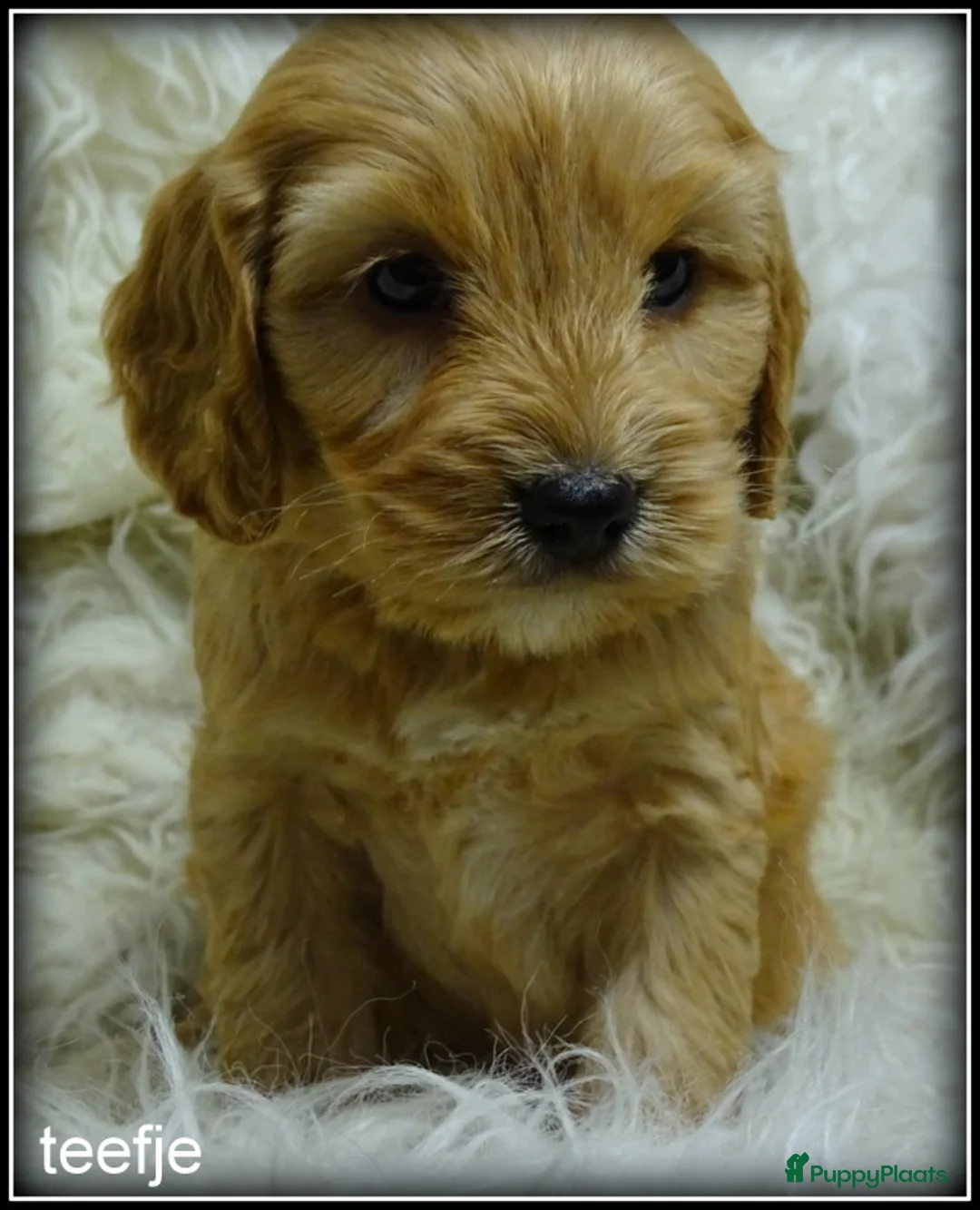 Cockapoo honden te koop: Cockapoo pups - Advertentie 16