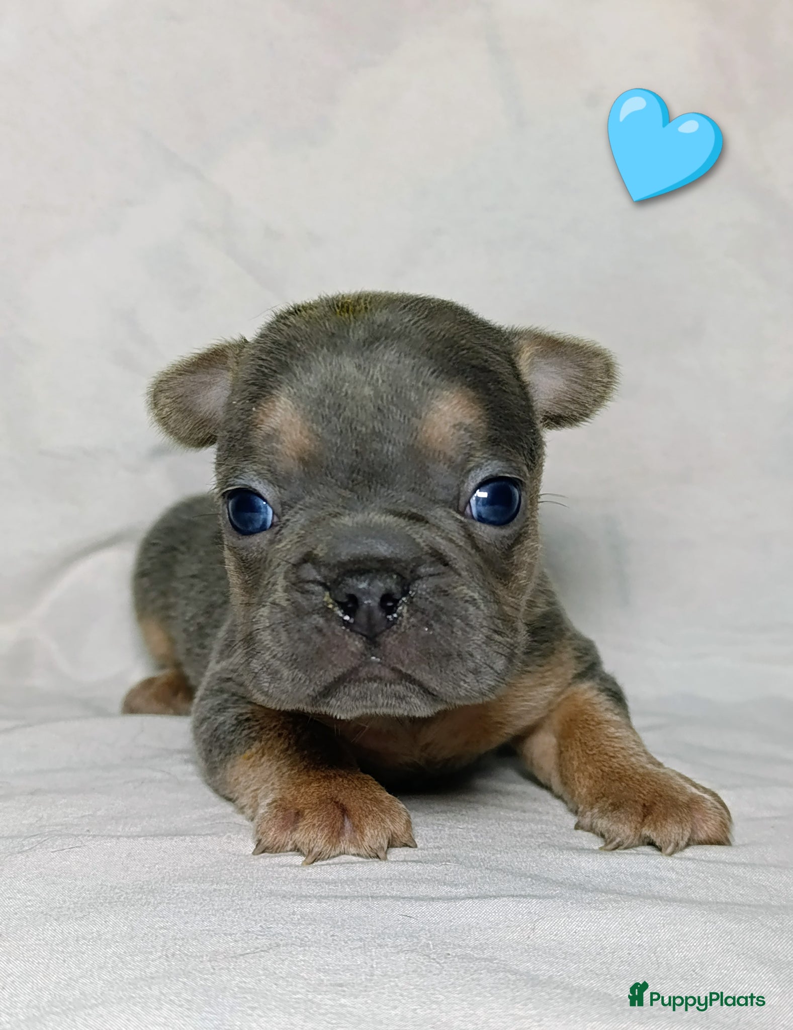 Franse Bulldog honden Prachtige Franse bulldogPups - Advertentie 3