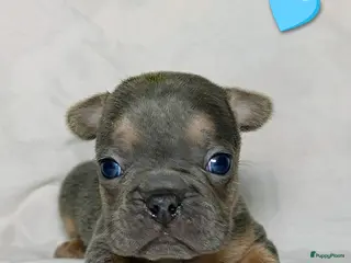 Franse Bulldog honden Prachtige Franse bulldogPups - Advertentie 3