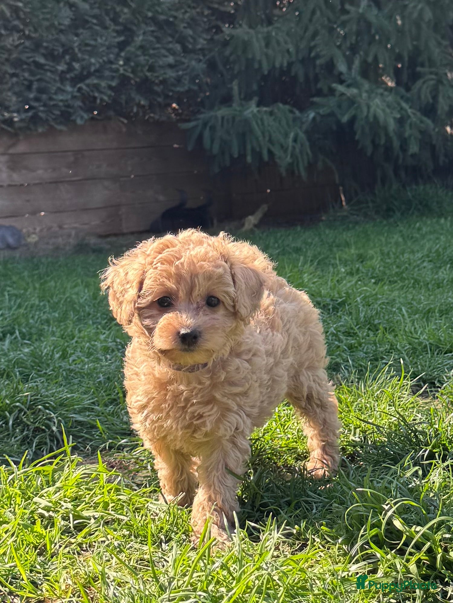 Maltipoo honden Maltipoo teefjes puppy's te koop - Advertentie 1