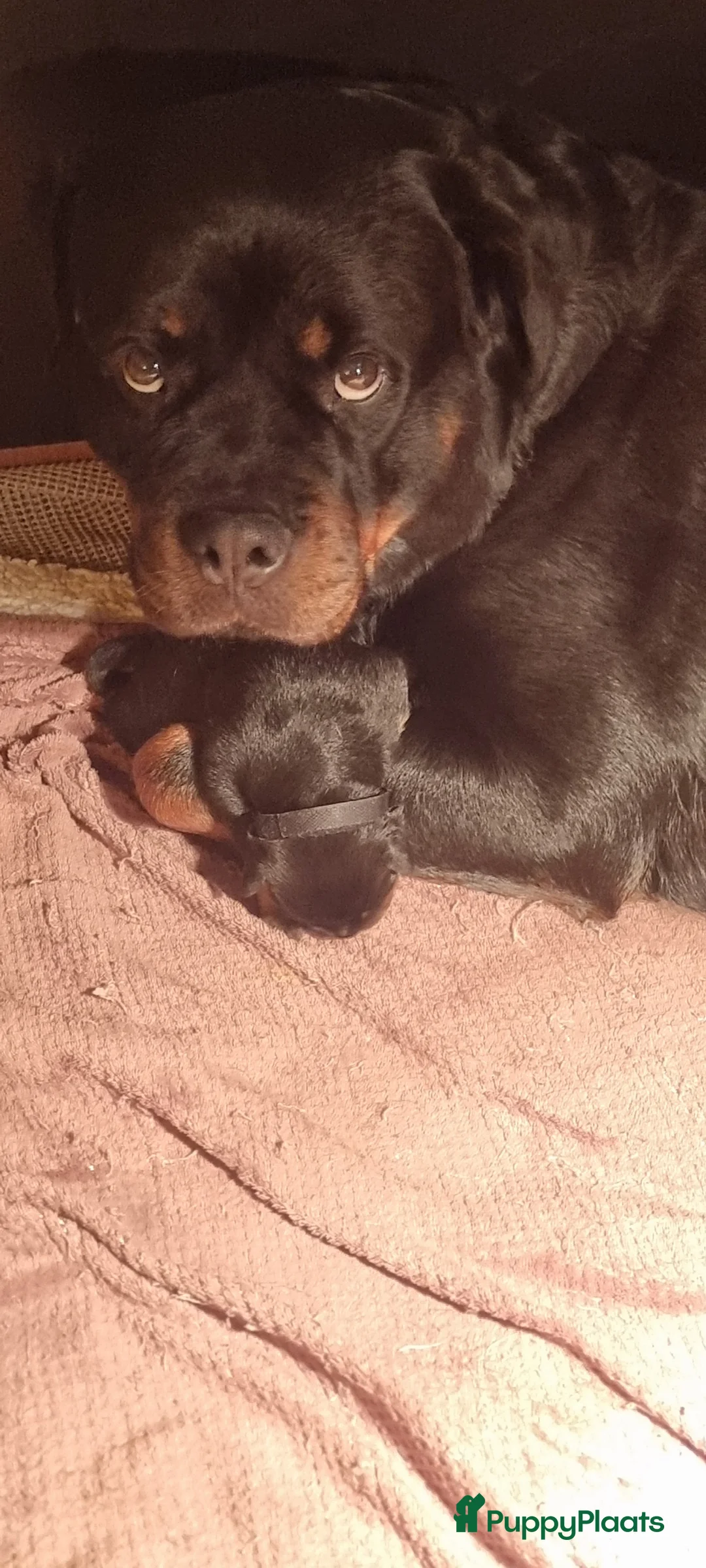 Rottweiler honden te koop: Rottweiler pups FCI stamboom - Advertentie 2