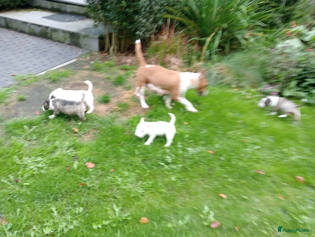 Bull Terriër honden te koop: Nog 1 pup Miniatuur Bull Terriër Ter Beschikking - Advertentie 2