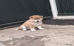 Shiba honden te koop: Shiba Inu pups (nog 1 reutjes beschikbaar) - Afbeelding 1