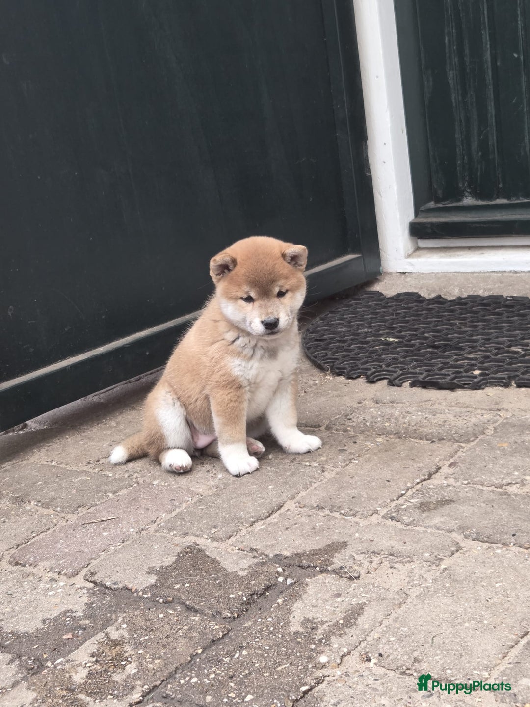 Shiba honden te koop: Shiba Inu pups (nog 1 reutjes beschikbaar) - Afbeelding 1