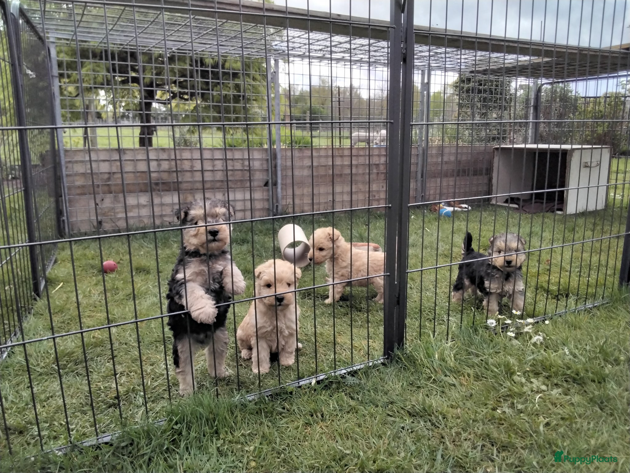 Lakeland Terriër honden Mooie Lakeland Terrier pups - Advertentie 1