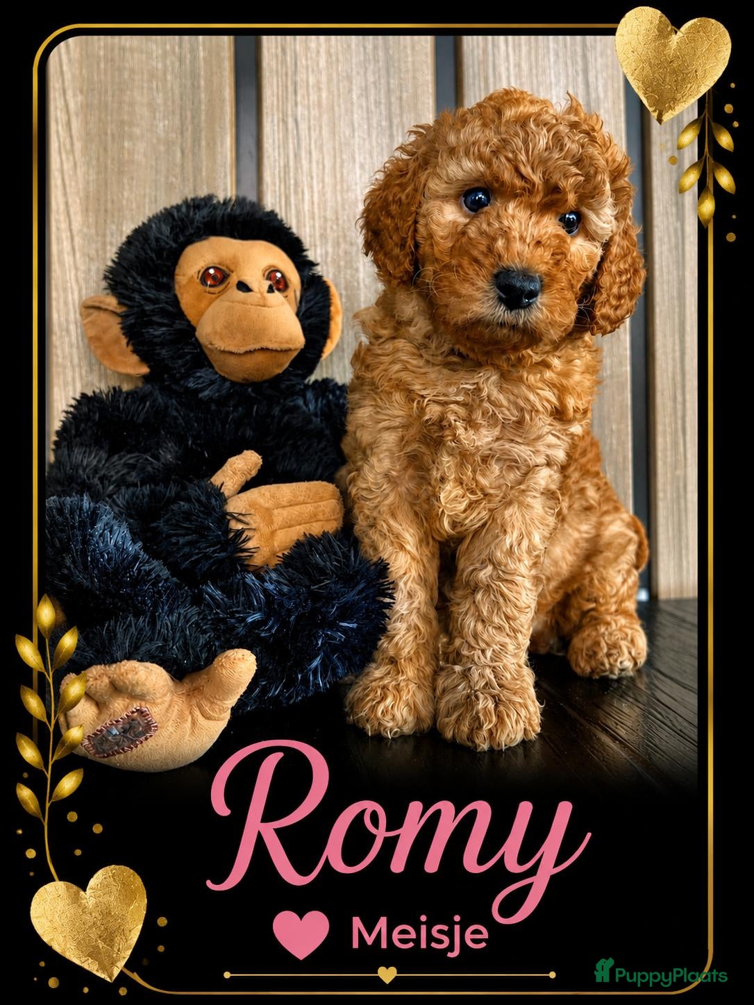 Australian Labradoodle honden te koop: Labradoodle Australian Multigen kleine medium pups - Advertentie 1