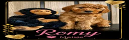 Australian Labradoodle honden te koop: Labradoodle Australian Multigen kleine medium pups in Epe - Advertentie 1