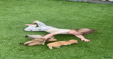 Chihuahua honden - Advertentie 5