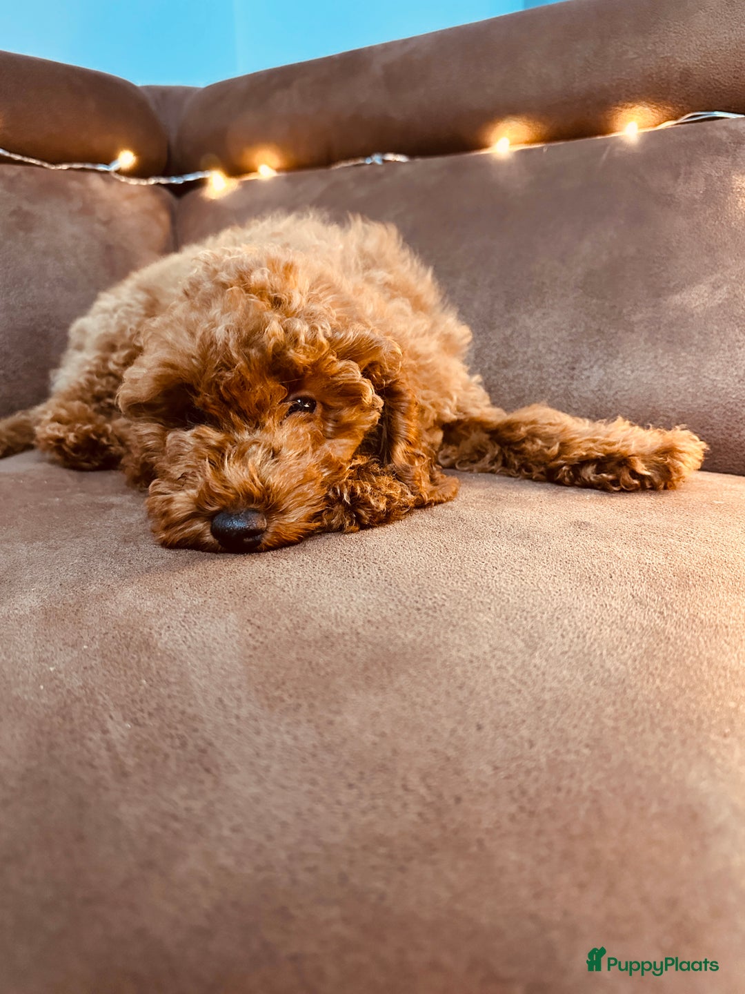 Poedel Toy honden te koop: Toy Poedel puppy’s - Advertentie 12