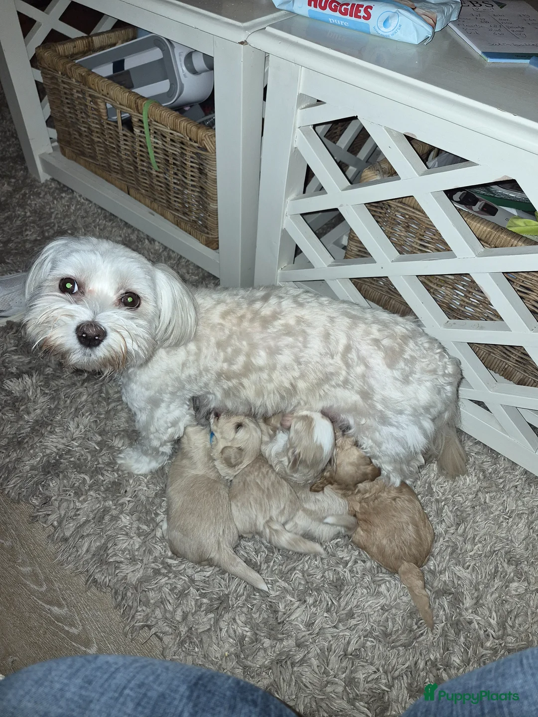 Maltipoo honden te koop: Maltipoo pups te koop in Lelystad - Advertentie 5